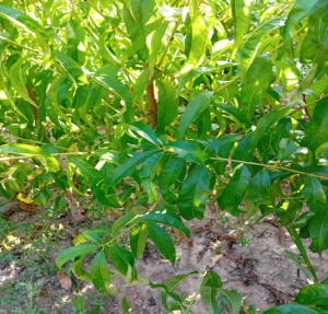 Pesca mora di Moriano Dolfi