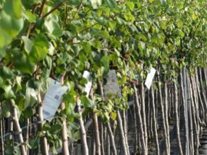 Pesca morianese spicca