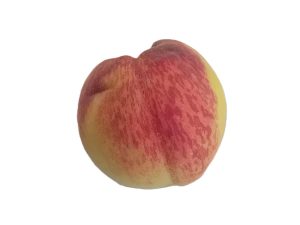 Pesca morianese Spicca