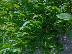 pesca mora di moriano