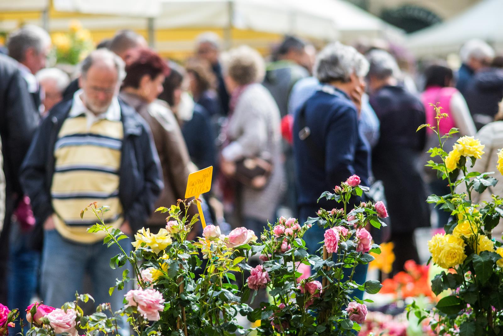Lucca turisti