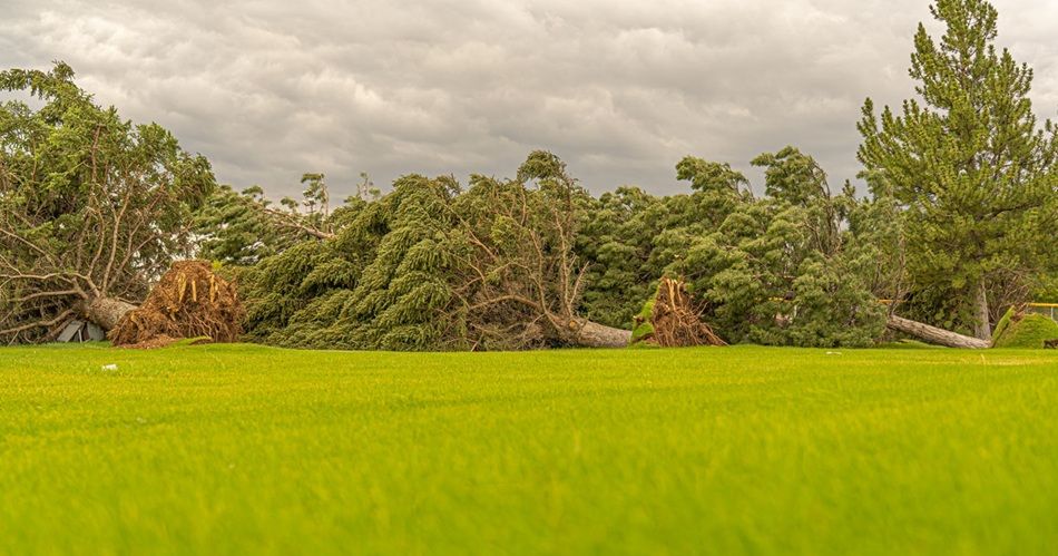 alberi caduti