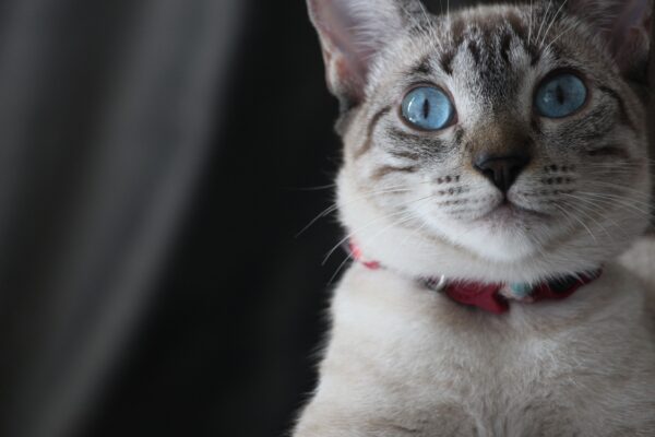 muso di gatto simil siamese