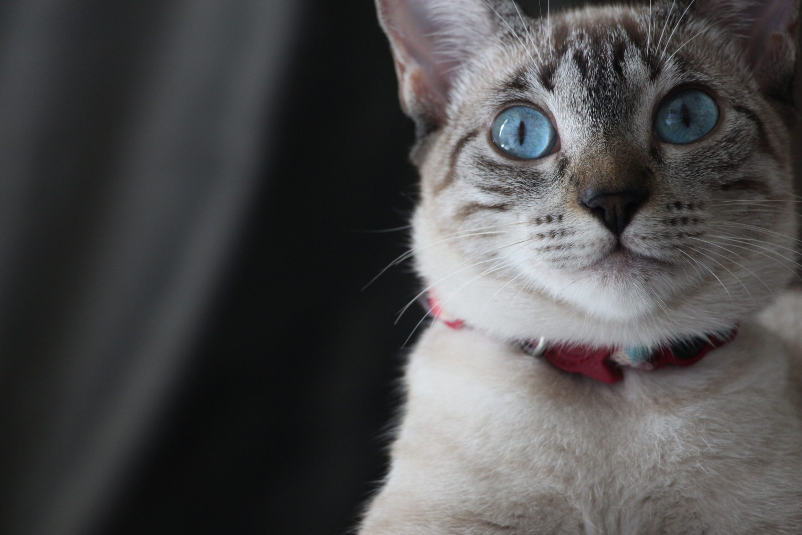 muso di gatto simil siamese