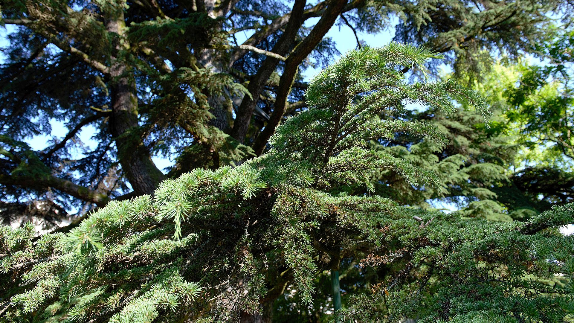 Percorso olfattivo nella Lucca napoleonica