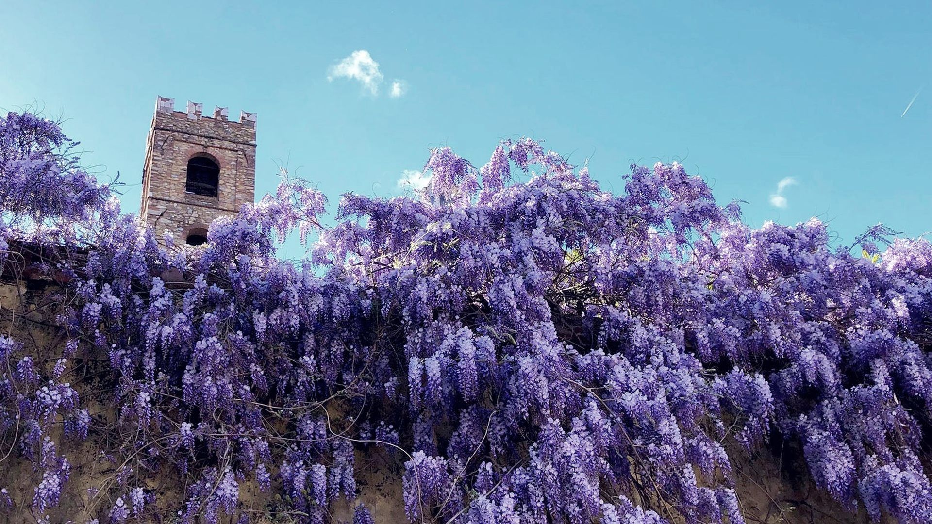 un generoso glicine in fiore si affaccia dal muro di palazzo Micheletti. Sul fondo c'è il campanile del battistero
