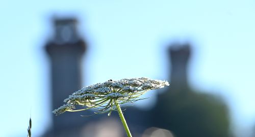 Primo piano del fiore di carota selvatica. in secondo piano, sfumate, le torri del castello di Nozzano.