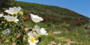 CAMMINARE IN PRIMAVERA