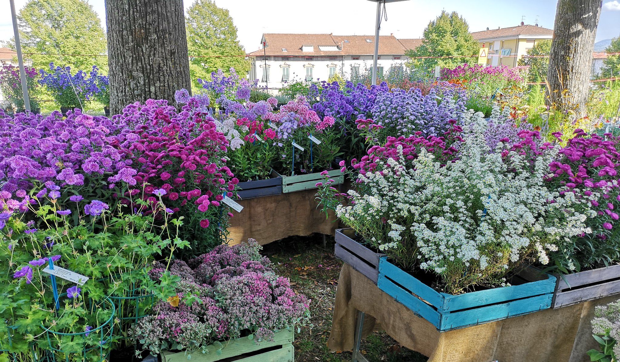 Allestimento di un banco di vendita di fiori sulle Mura di Lucca, per Murabilia.