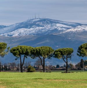 paesaggio del Monte Pisano con neve. In primo piano un filare di pini.