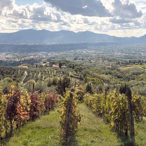 Panorama delle colline lucchesi e della Piana di Lucca con una prospettiva di vigneti, in autunno, sotto un cielo pieno di nuvole. Sullo sfondo il profilo del Monte Pisano