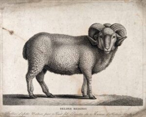 disegnod'archivio a tratto raffigurante un ariete di razza merino e la scritta: Belier Merinos. Dessinnée d'apres nature par le fils peintre du Musèe d'Histoire Naturelle