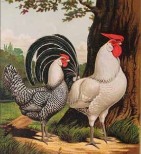 dipinto raffigurante una faraona e un galletto ai piedi di un albero