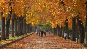 le fronde ricche dei liriodendri sui vIali delle Mura di Lucca nei colori autunnali