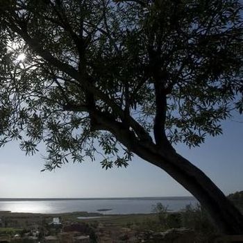 Il sole si riflette sulle acque del lago di Massaciuccoli al tramonto. In primo piano la chioma di un leccio.