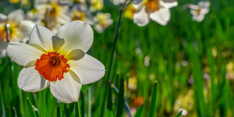 un prato in primavera con una giunchiglia in primo piano