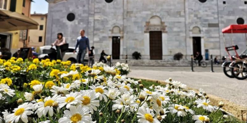 un'aiuola di margherite davanti alla chiesa di san Frediano durante i giorni di Santa Zita.