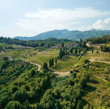 panorama delle colline lucchesi con la Tenuta di Forci, vigneti, bosco e filari di cipressi. Sullo sfondo le Alpi Apuane