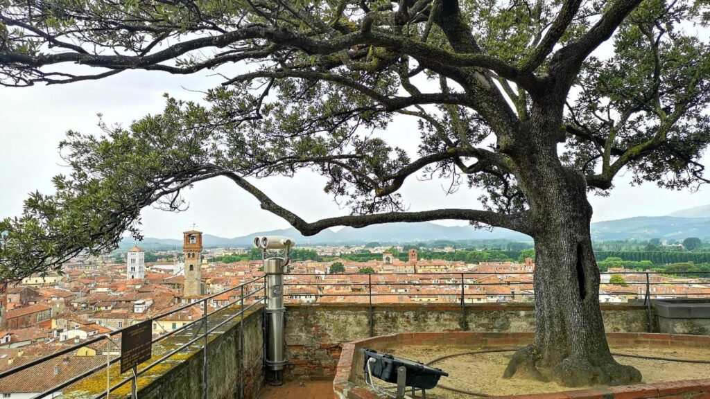 il giardino pensile della Torre Guinigi con un leccio in primo piano. Sullo sfondo i tetti di Lucca con i campanili e le torri.