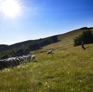 un pastore con un gregge di pecore all'alpeggio su un prato in una giornata di sole.