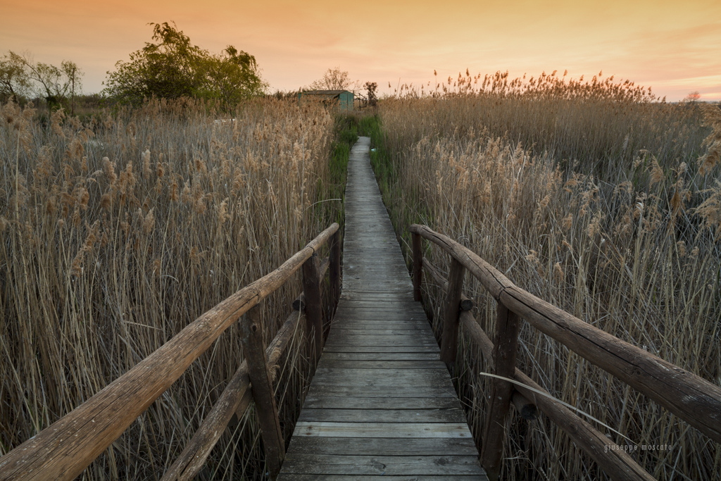 illa passerella in legno tra i canneti sul lago di Massaciuccoli in autunno. Al termine c'è un casotto per avvistamenti dei volatilli.