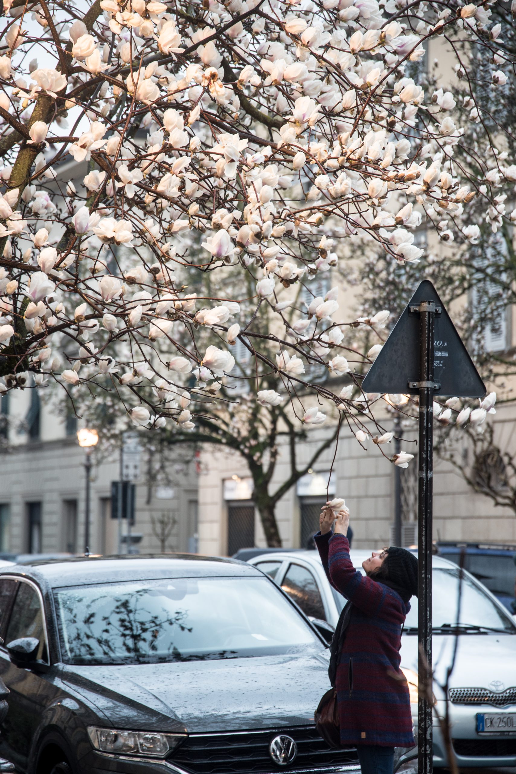 Una ragazza fa una fofto alle magnolie fiorite di Corso Garibaldi a primavera