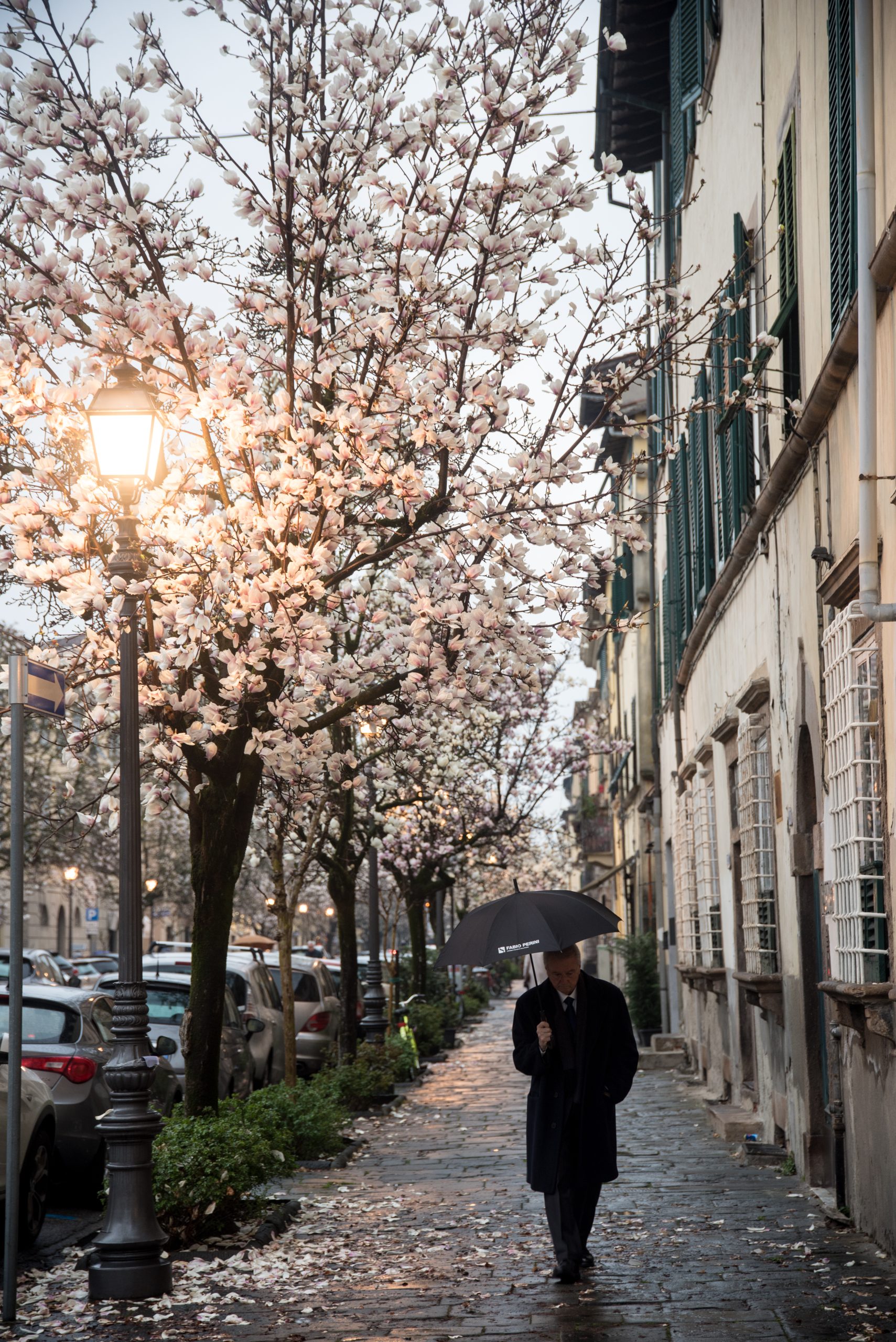 un uomo con ombrello cammina sul marciapiede di corso garibaldi. lungo un lato del marciapiede una fila di magnolie fiorite e un lampione acceso
