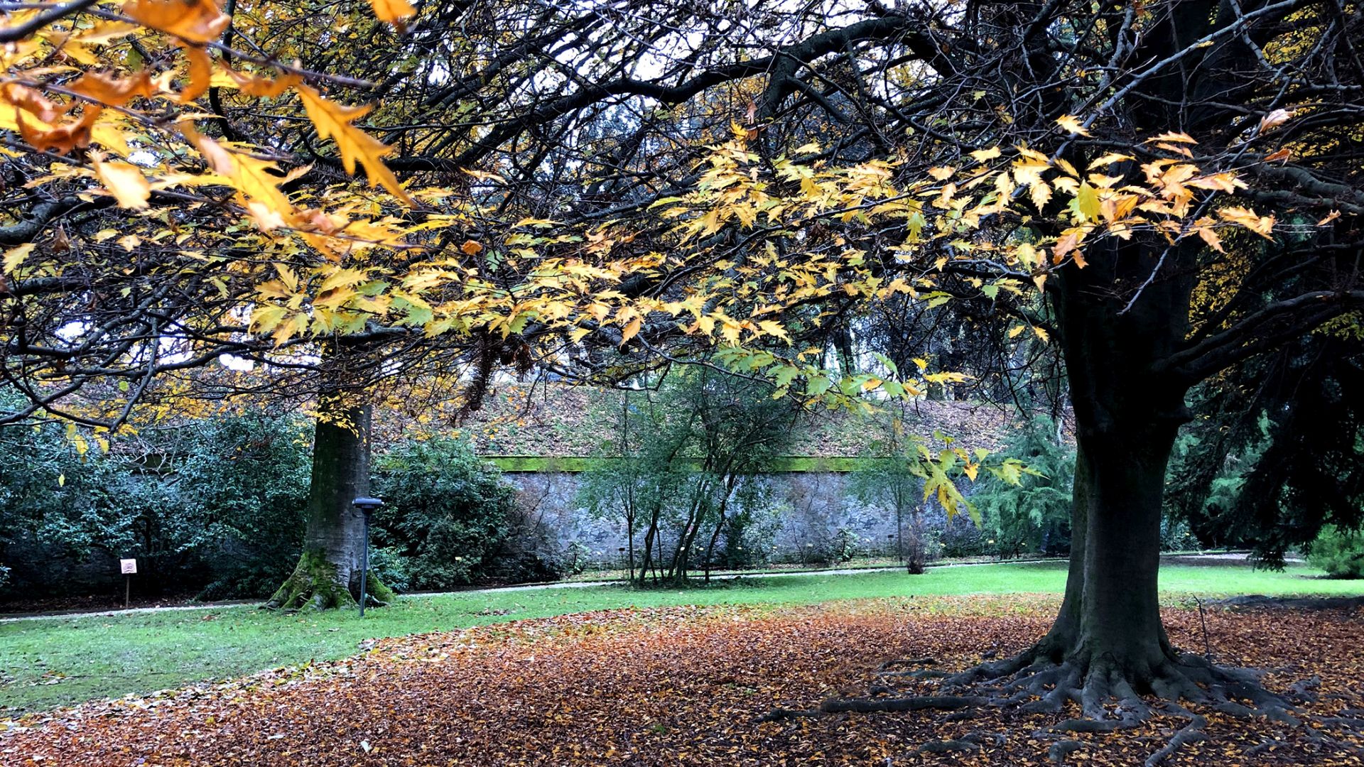 Il grande faggio dell'orto botanico di Lucca con la veste autunnale. Ai suoi piedi un tappeto di foglie. Sul fondo il muro delle Mura di Lucca.