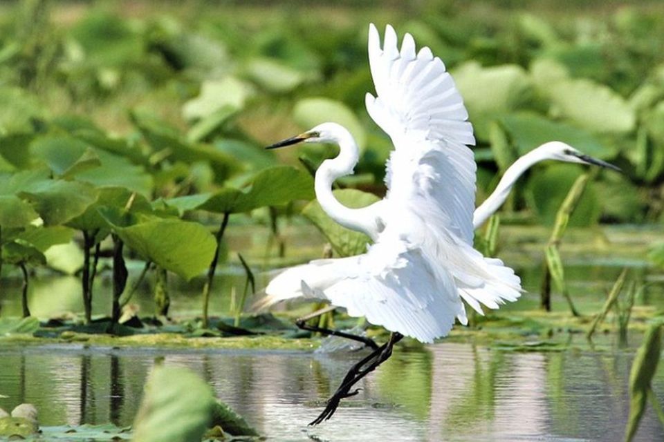 Due garzette con le ali aperte giocano nell'acqua coperta di ninfee del lago di Sibolla