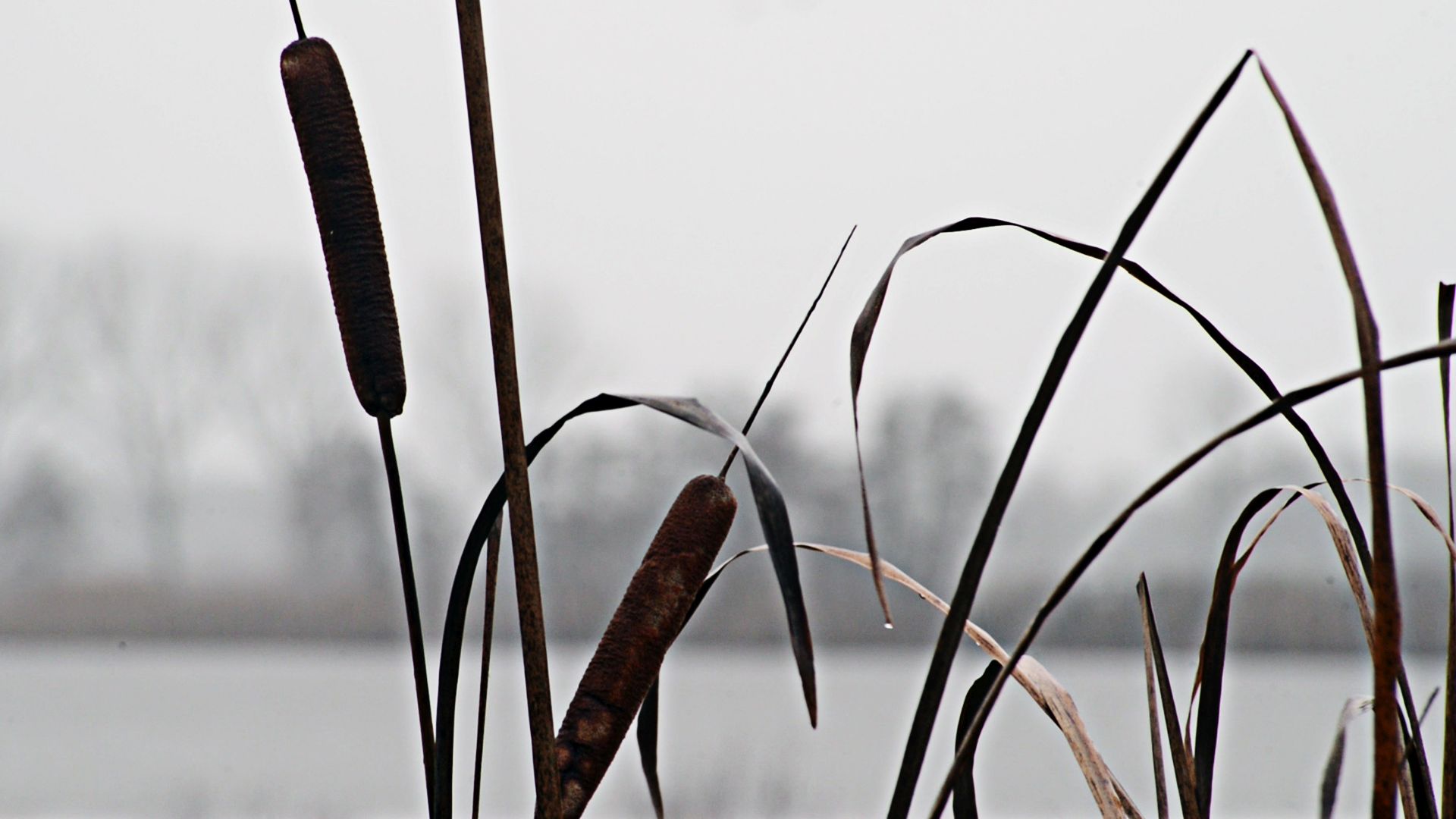 le sagome della spighe della stipa in primo piano e sullo sfondo il lago della Gherardesca avvolto nella nebbia dell'inverno