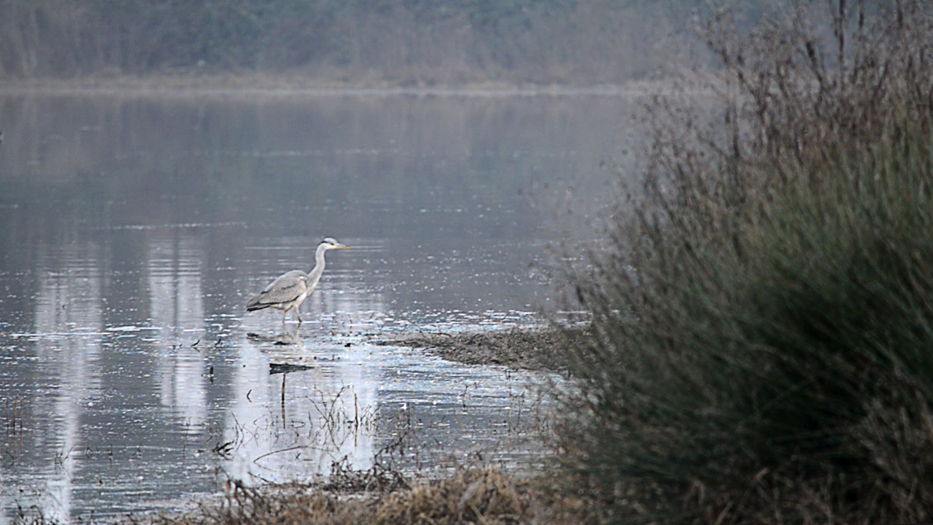 Un airone grigio gioca nell'acqua del lago della Gherardesca
