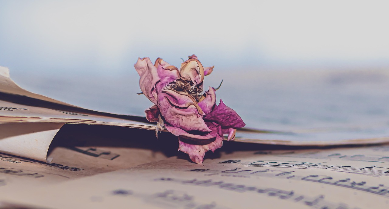 primo piano di uno spartito e una rosa secca sopra un pianoforte