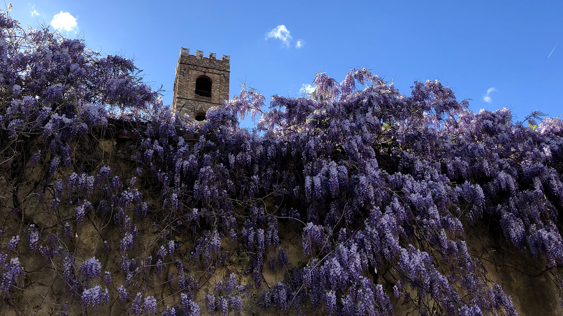 un generoso glicine in fiore si affaccia dal muro di palazzo Micheletti. Sul fondo c'è il campanile del battistero
