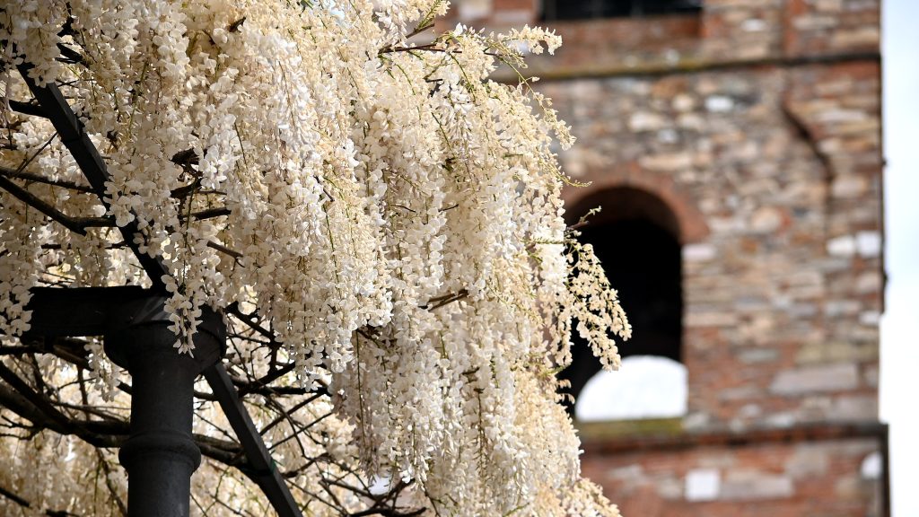 Primo piano del glicine bianco fiorito. Sullo sfondo un campanile in pietra