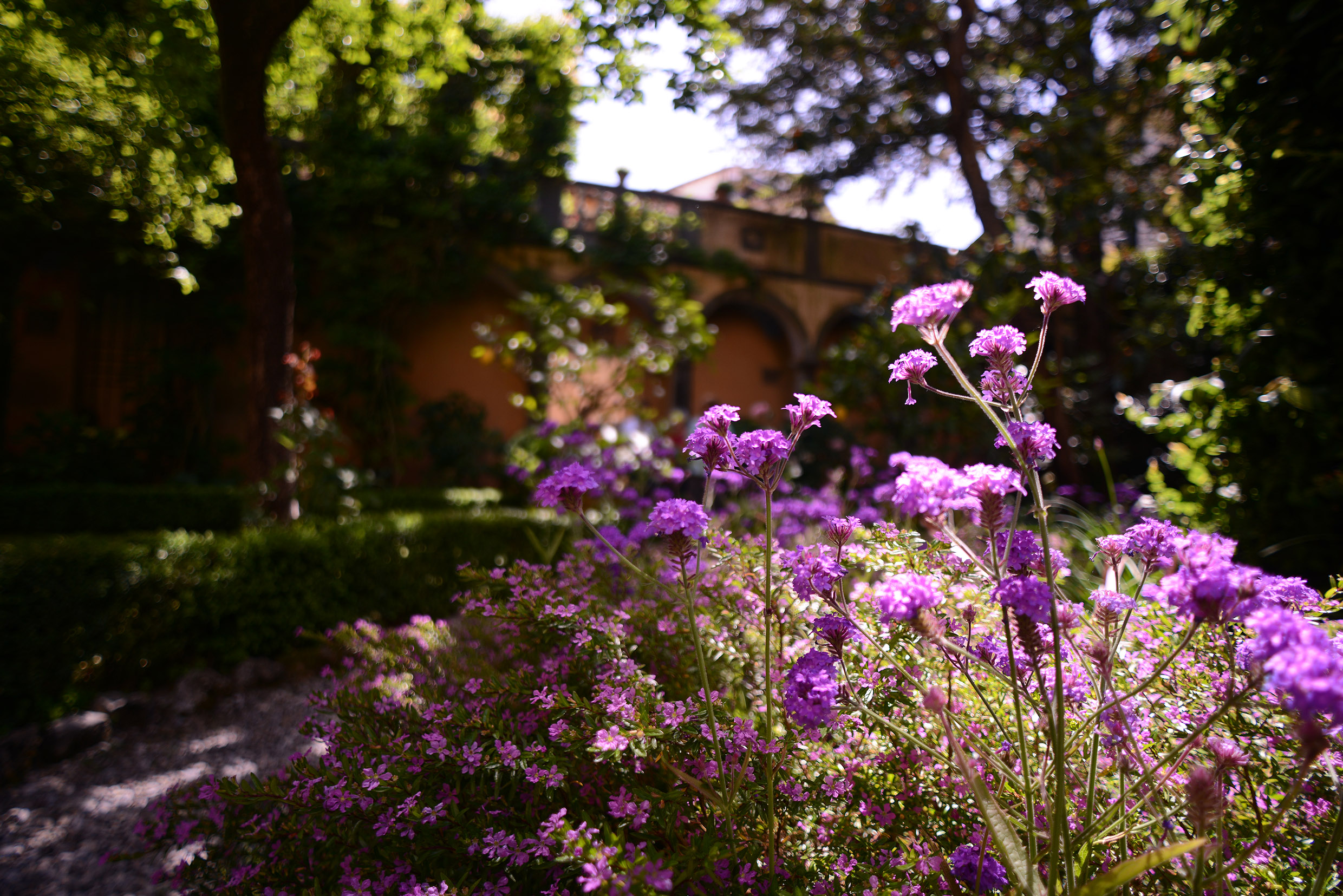 Giardino di un palazzo lucchese in primavera. In primo piano un cespuglio fiorito. Sullo sfondo il portico e alberi.