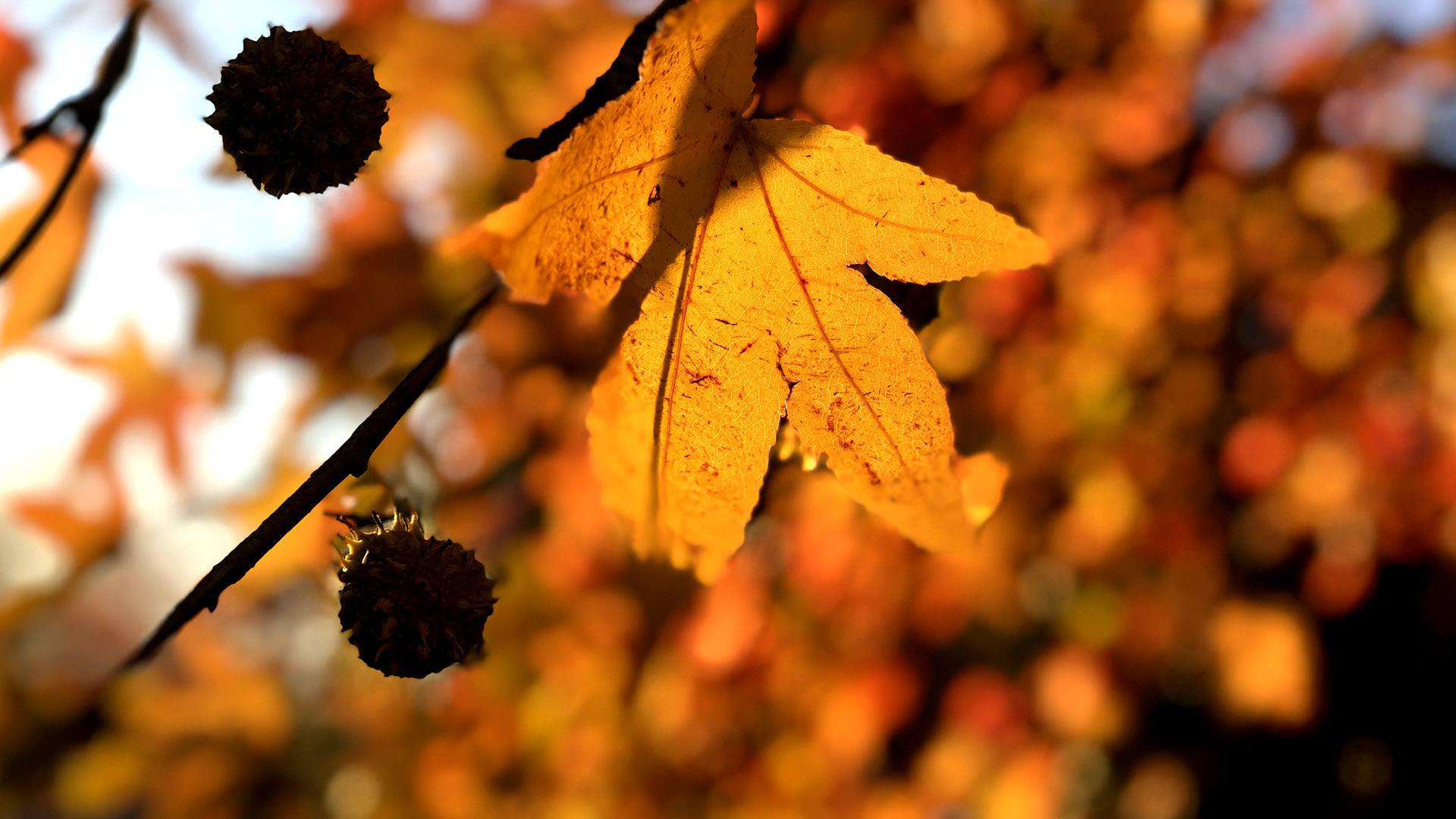 Primo piano di un ramo di liquidambar in autunno con una folgia e un frutto