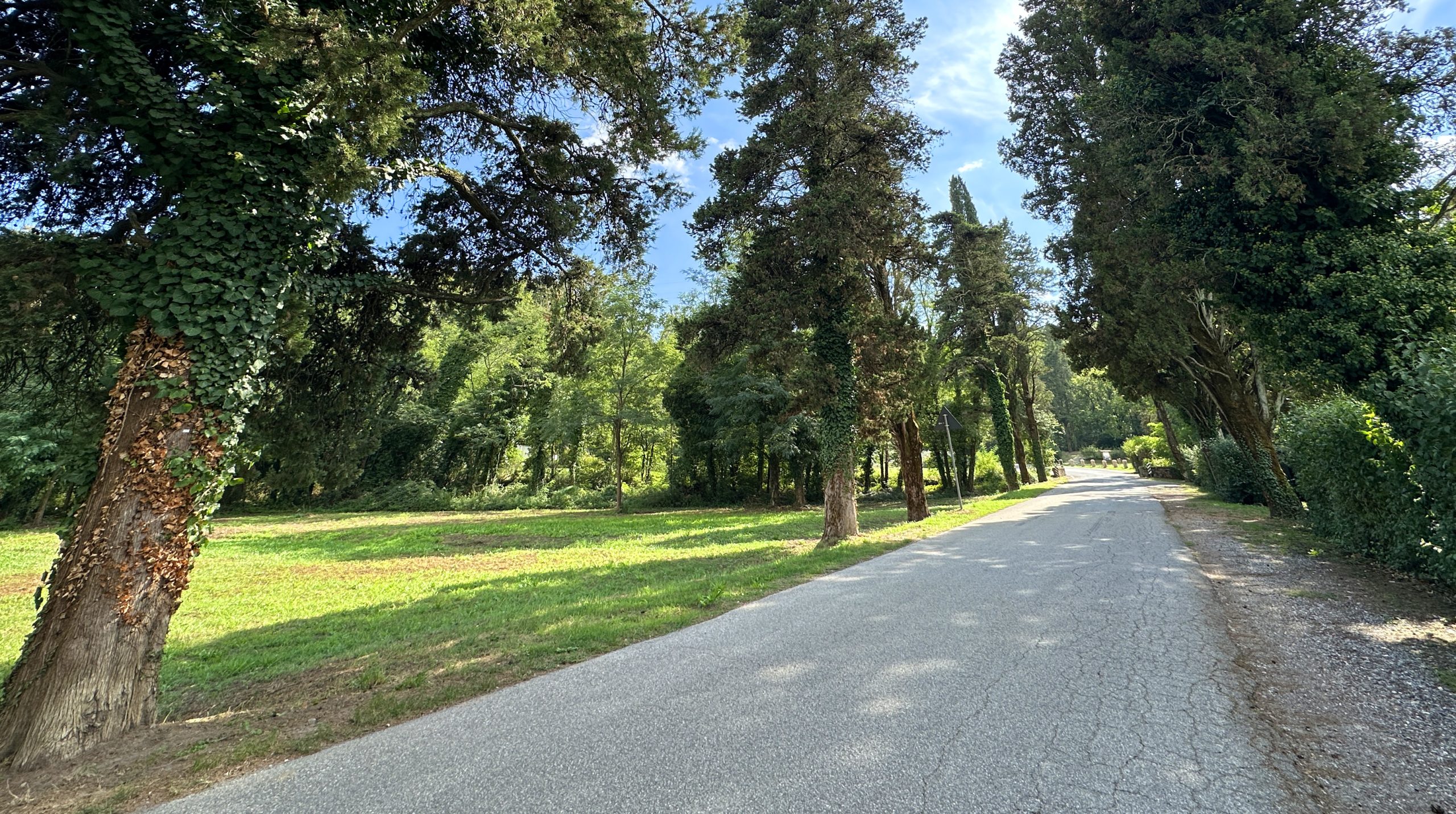 Un viale fiancheggiato da alberi sulle colline lucchesi