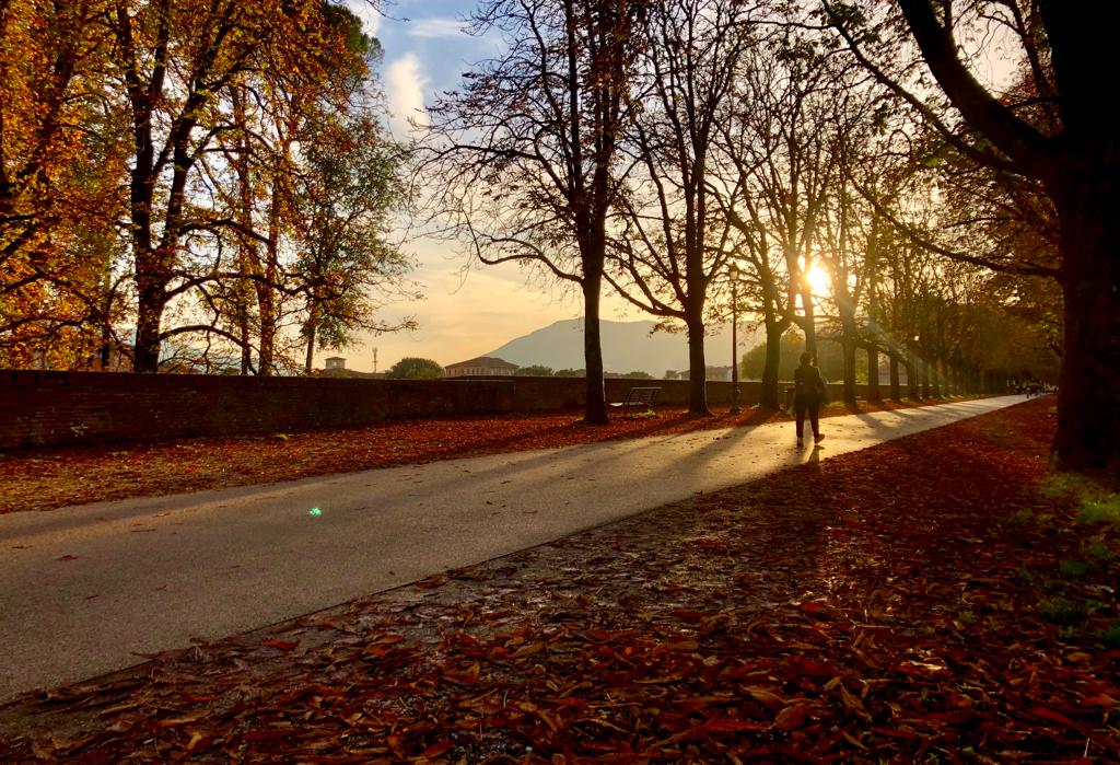 Il sole filtra dagli alberi che si stanno spogliando, sulle Mura di Lucca. Una persona cammina lungo il viale. Ai lati del viale, le foglie brune dell'autunno.