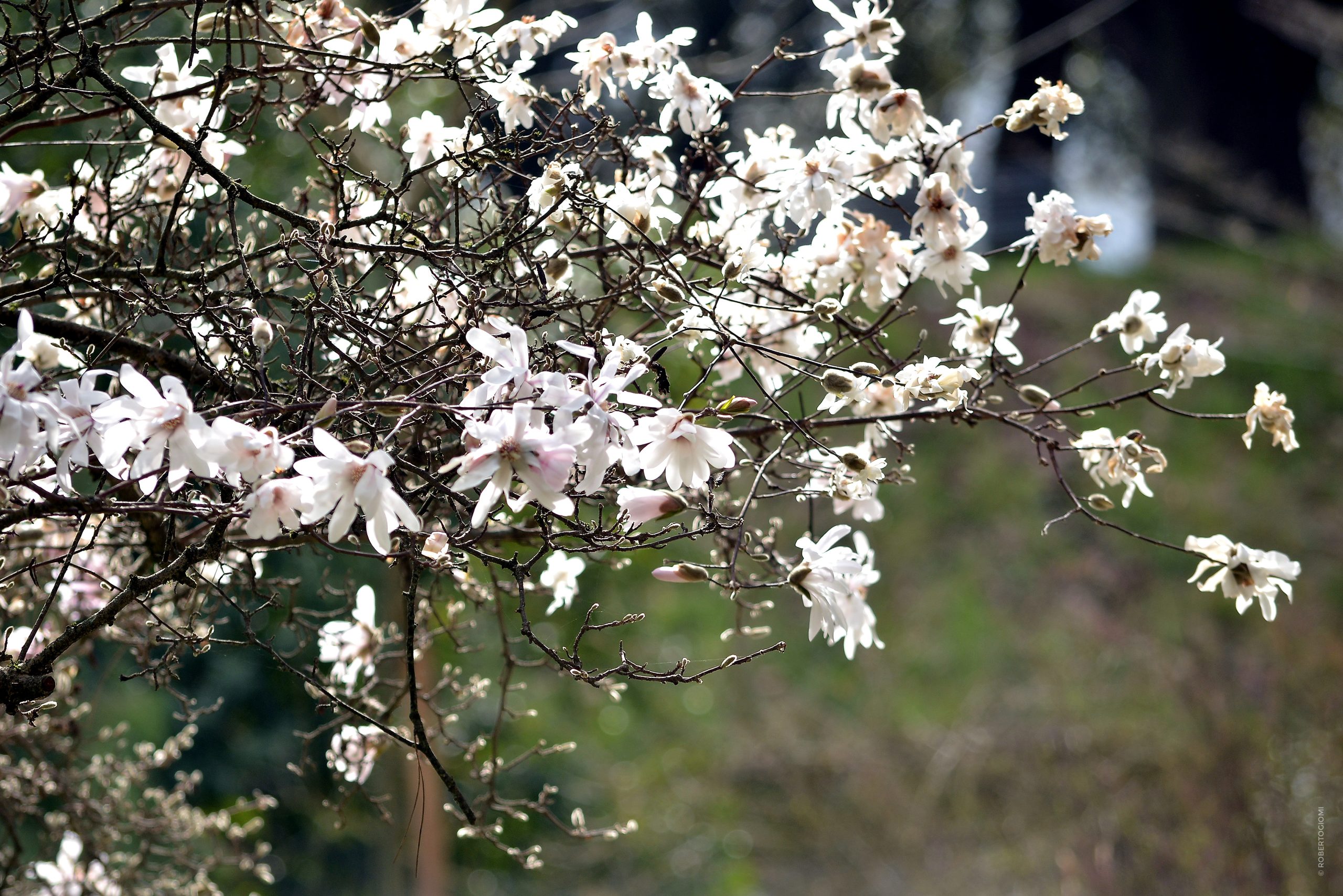magnolie stellate bianche fioriscono sui rami spogli all'Orto Botanico di Lucca
