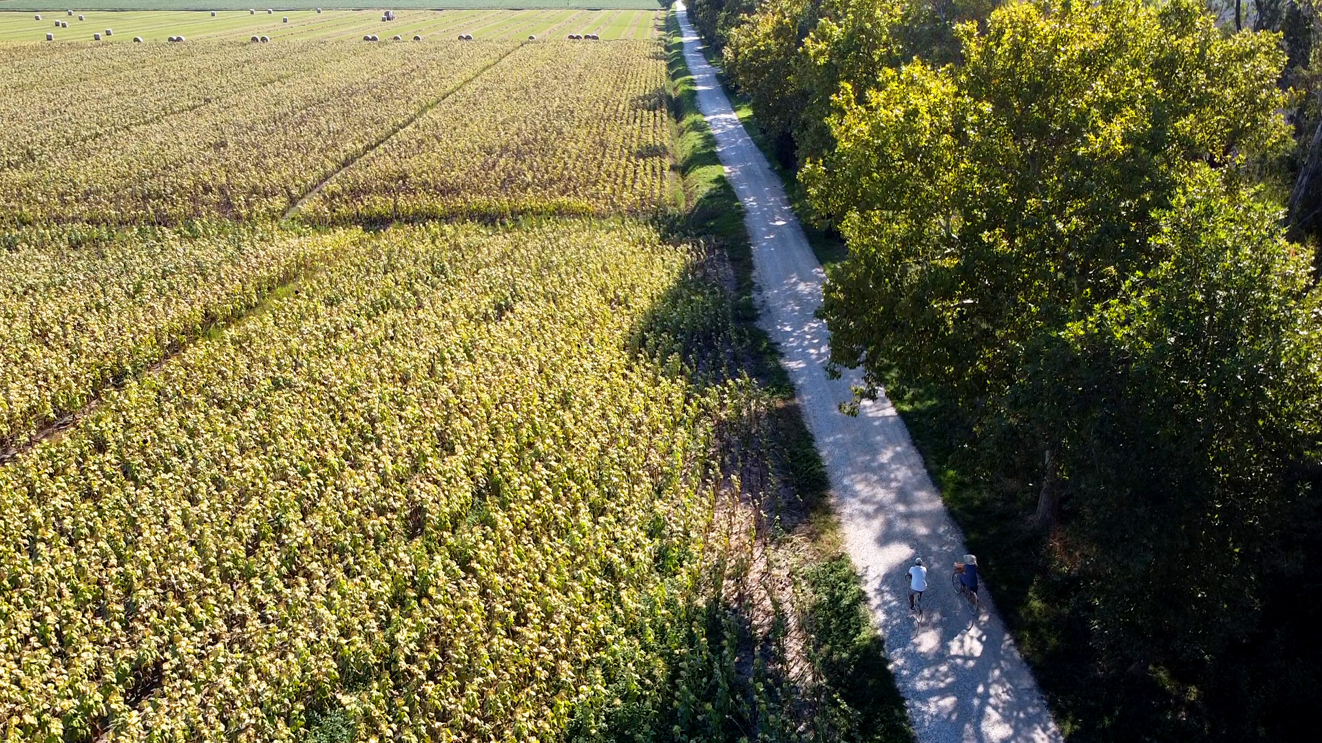 una strada bianca taglia la bonifica di Massaciuccoli. Sulla destra alberi frondosi, sulla sinistra campi di girasoli