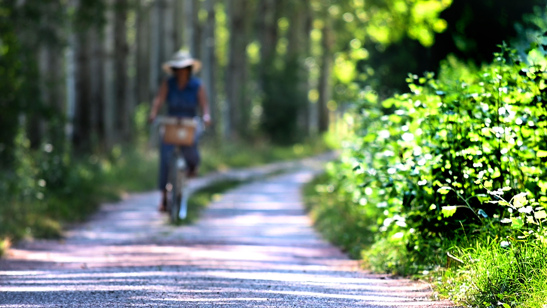 una donna in bicicletta lungo una strada sterrata, ombrosa, circondata da vegetazione. La luce del sole si riflette sulle foglie di un cespuglio in primo piano, sulla destra