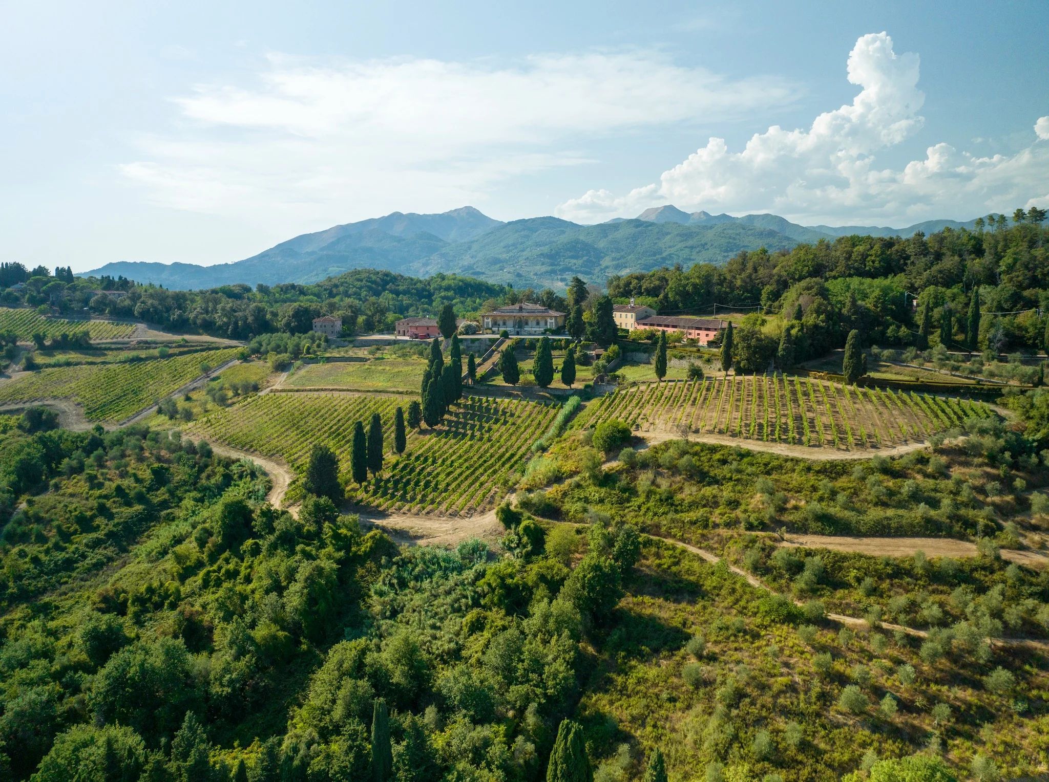 Panorama delle collne lucchesi a Pieve Santo Stefano con la villa di Forci, oliveti e vigneti. Sul fondo le Alpi Apuane.