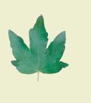 disegno della foglia di un acero campestre, a fomra di mano aperta