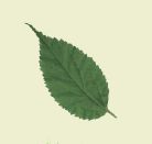 disegno di una foglia di bagolaro, di forma ovale con una marcata punta, leggermente frastagliata