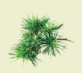 disegno di un rametto di cedro del libano con mazzetti di aghi