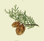 disegno di un rametto di cipresso noramericano con foglie a rametti e coccole