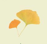 disegno della foglia di gingko biloba dalla caratteristica forma a ventaglio