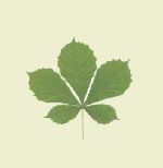 disegno della foglia di un ippocastano a forma di palma con 5 fogliea forma di goccia riunite al picciolo