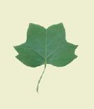 disegno della foglia di un liriodendro, di forma quadrata con due punte laterali e due alte