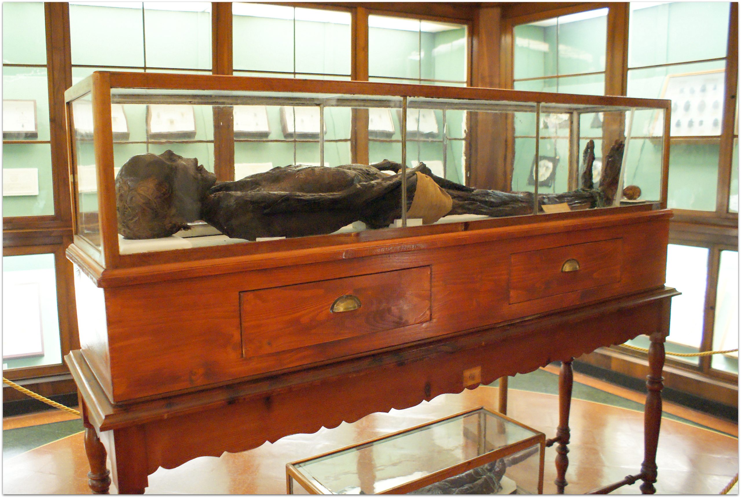 sala del gabinetto di storia naturale di Luca. Al centro c'è una teca con una mummia